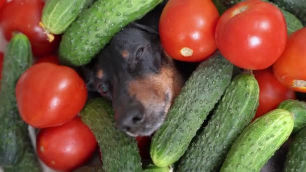 Funny dachshund dog lies covered with pile of fresh ripe tomatoes and cucumbers, gets up scattering vegetables around and leaves, top view. Creative advertising of healthy lifestyle — Stock Video