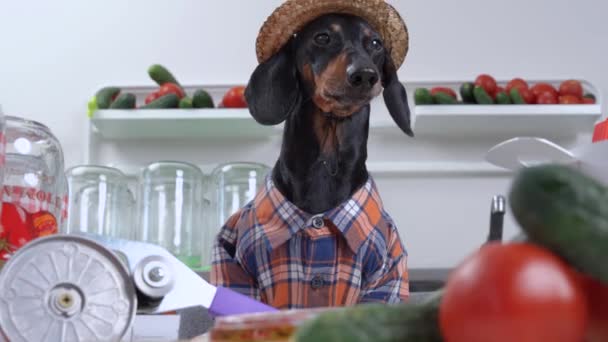 Cão dachshund engraçado em traje de agricultor com camisa xadrez e chapéu de palha prepara equipamentos e produtos para conservas de legumes para o inverno em casa, vista frontal — Vídeo de Stock