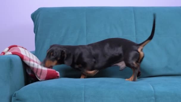 Funny activo dachshund tira de la manta de lana caliente en el sofá en sus dientes para hacer la cama acogedora y cómoda. Perro travieso hace lío en casa y estropea cosas — Vídeos de Stock