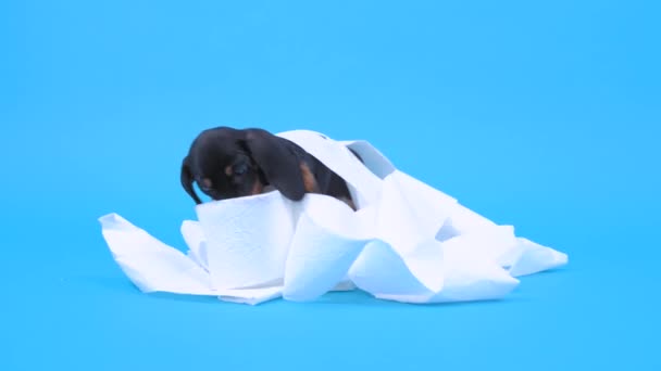 Naughty dachshund cachorro roba rollo de papel higiénico, lo desenrolla, se enreda, y mordisquea en el botín. Perro bebé activo se quedó solo en casa e hizo un desastre — Vídeos de Stock