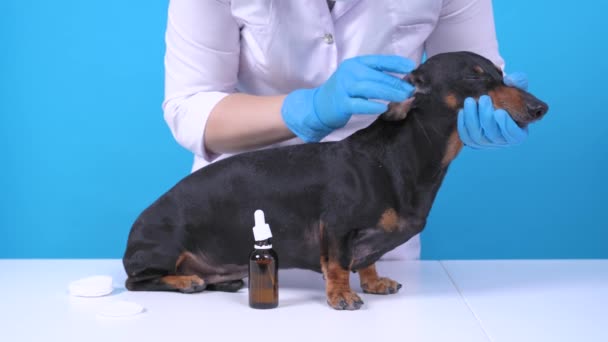 Medicul picătură o soluție terapeutică specială în urechea câinelui ascultător dachshund, îl masează și îl curăță cu tampon de bumbac din murdărie și acarieni în clinica veterinară, fundal albastru — Videoclip de stoc