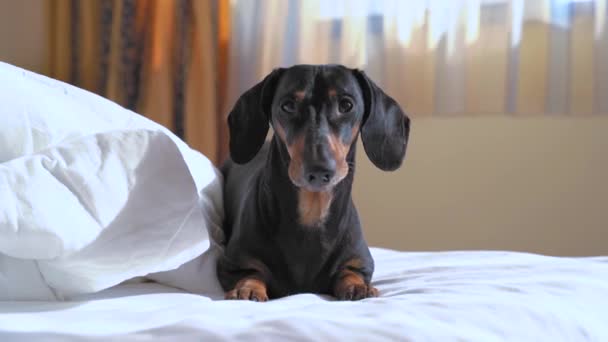 O dachshund adormecido da obediência encontra-se sozinho na cama em casa ou no hotel cão-amigável. O quarto ilumina-se pela luz solar brilhante, cortinas que balançam no vento da janela aberta — Vídeo de Stock