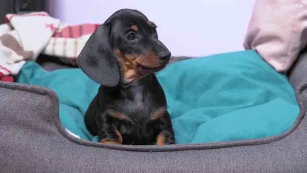 Curioso cachorro dachshund ve algo interesante y se levanta de la cama de la mascota para obtener una mejor mirada en él. Divertido perro bebé está jugando imaginándose como cazador de presas — Vídeo de stock