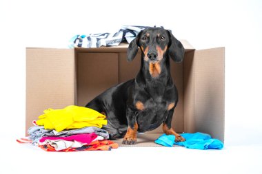 Dachshund boş bir karton kutunun ve bir sürü şeyin yanında oturuyor. Yaramaz köpek taşınmak ya da yardım toplamak için bir şeyler toplamaya engel oluyor..
