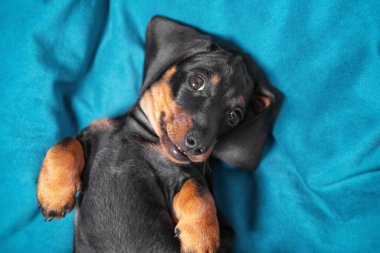 Karnında yatan şirin bir dachshund köpeği portresi. Bebek bütün gün oynamaktan yoruldu ve dinleniyor. İtaat ve hayvanlara güven, işaret dili ve davranış dili