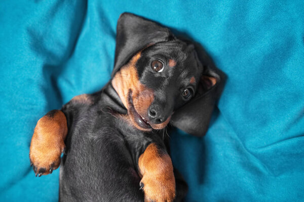 Portrait of cute dachshund puppy lying belly up. Baby is tired of playing all day and is resting, top view. Pose of submission and trust in animals, sign and behavior language