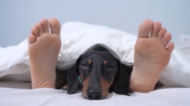 Mavi benekli pijama giyen şirin bir dachshund. Battaniyenin altına uzanmış çıplak ayakların arasında. Kameraya bakıyor, vızıldıyor ve ayağa kalkıyor. Evde şımarık köpek var.