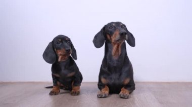 İki aç dachshund köpeği yerde oturup itaatkar bir şekilde beslenmeyi bekliyor. Sahibi boş kaseyi hayvanların önüne koyuyor. Hayvan bakımı ve günlük beslenme programı