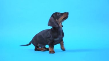 Şirin itaatkar dachshund yavrusu hevesle oturum komutuna itaat eder ve doğru performans gösteren numara için ödüllendirilmeyi bekler, mavi arkaplan, kopyalama alanı
