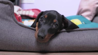 Sevimli dachshund köpek yavrusu oyun oynamaktan ve koşmaktan bıktı, yorgun, bu yüzden yavru köpek başını evcil hayvan yatağının yanına yasladı, ön görüş