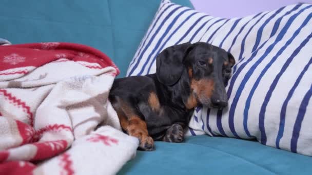 Mavi kanepede uyuyan, başı yastıkta, battaniyeyle örtülü, sevimli siyah ve esmer bir dachshund. Uyanır, etrafa bakar ve tekrar uykuya dalar. Evde şımarık ya da hasta köpek kavramı — Stok video