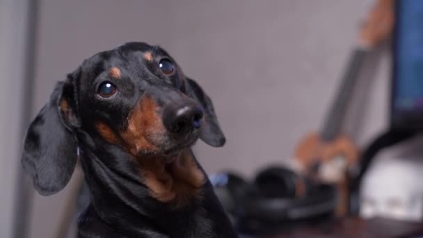 Primer plano retrato de lindo pequeño negro y dachshund bronceado ladrando en la cámara. Sobre fondo borroso es la guitarra acústica es visible — Vídeos de Stock