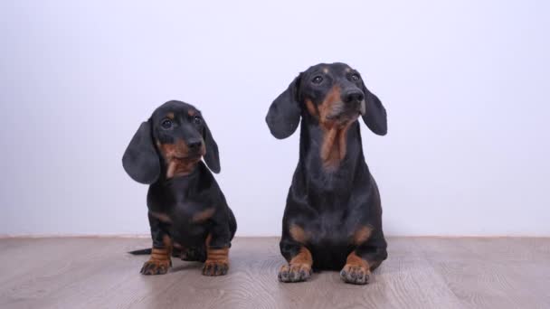 Dois cães dachshund famintos sentam-se no chão e obedientemente esperam pela alimentação. Proprietário coloca tigela vazia na frente dos animais. Cuidados com animais de estimação e calendário diário de alimentação — Vídeo de Stock