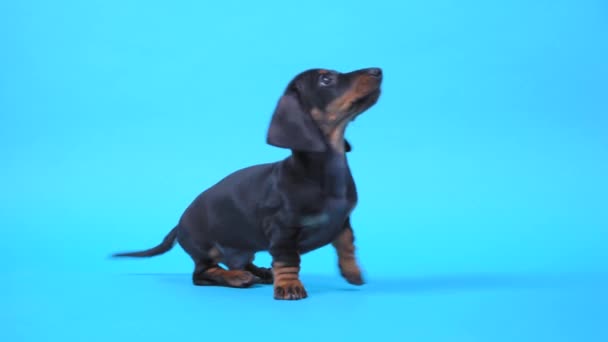 Lindo cachorro dachshund obediente obedece con entusiasmo el comando sit y espera pacientemente la recompensa por truco correctamente realizado, fondo azul, espacio de copia — Vídeo de stock