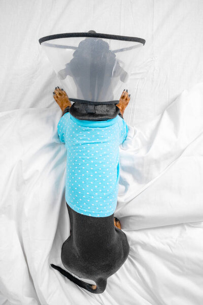 Sick dachshund dog wearing pajamas in rehabilitation is lying at home in bed after treatment with surgery recovery collar around neck to prevent wound from licking, top view