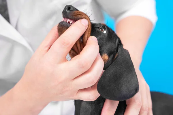 Dentista o propietario comprueba bozal y dientes de perro bebé para las lesiones, enfermedades o infecciones, de cerca. Adorable cachorro dachshund en cita programada veterinario en el hospital — Foto de Stock