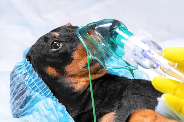 Portrait of dachshund in protective disposable surgical cap and anesthesia oxygen mask lies on operating table before complex procedure in hospital, close up