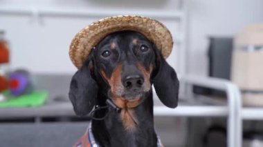 Şirin siyah ve kahverengi dachshund komik kareli çiftçi gömleği ve hasır şapka giyiyor. Farklı yönlerde görünüyor, sol, sağ, yukarı ve aşağı. Evdeki sevimli köpeğin portresini kapat.
