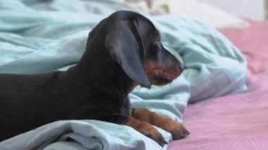 Sevimli dachshund yavrusu uyandı, yatak odasındaki battaniyenin üzerinde tembelce yatıyordu ve uykusunda etrafına bakıyordu. Sağlıklı bir uyku ve yeni evlat edinilmiş yavru köpeğe karşı sorumlu bir bakım.
