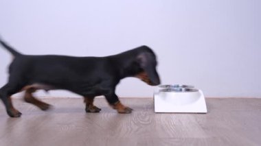 Sahibi ya da antrenörü, hayvan mamasının porsiyonunu kâseye doldurur. Aç dachshund köpeği beslenmeye gelir, her şeyi yer ve kaçar. Köpek beslenme diyeti, beslenme.