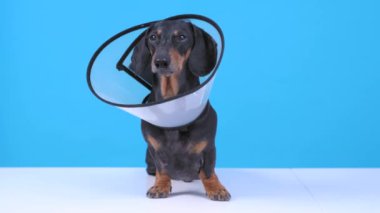 Evde ya da hastanede rehabilitasyonda olan aktif hasta bir köpek. Yaranın yalanmasını önlemek için boynuna ameliyat tasması takılmış.