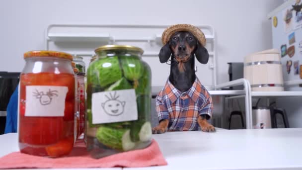 Αστεία dachshund φορώντας κοστούμι αγρότη με καρό πουκάμισο και ψάθινο καπέλο κονσερβοποιώντας λαχανικά για το χειμώνα στο σπίτι, μπροστινή άποψη. Σκύλος γαβγίζει και άδειο βάζο εμφανίζεται στο τραπέζι — Αρχείο Βίντεο