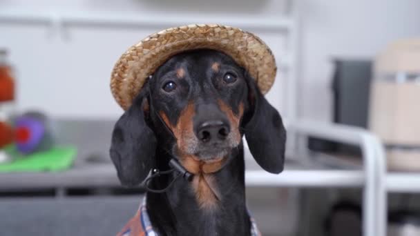 Şirin siyah ve kahverengi dachshund komik kareli çiftçi gömleği ve hasır şapka giyiyor. Farklı yönlerde görünüyor, sol, sağ, yukarı ve aşağı. Evdeki sevimli köpeğin portresini kapat. — Stok video