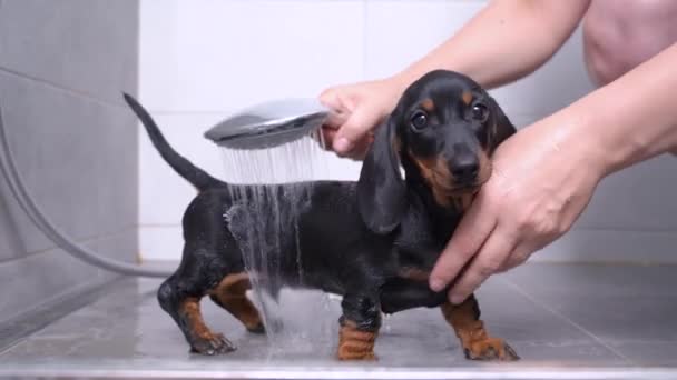 Właściciel wylewa brudnego jamnika szczeniaka z ciepłą wodą w łazience po spacerze. Śmieszny, mokry piesek bierze prysznic z przyjemnością, odchodzi. Regularne procedury higieniczne dla zwierząt domowych — Wideo stockowe
