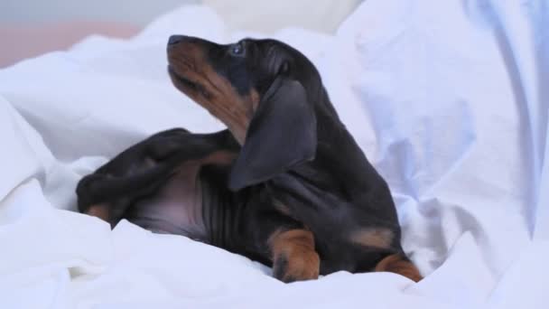 Dachshund κουτάβι φαγουρίζει με το πίσω πόδι του. Αδύνατη ανοσία και δερματικές παθήσεις σε καθαρόαιμα σκυλιά. Η ανάγκη για τη θεραπεία των κατοικίδιων ζώων με ειδικό θεραπευτικό διάλυμα κατά των ψύλλων, τσιμπούρια και άλλα παράσιτα — Αρχείο Βίντεο