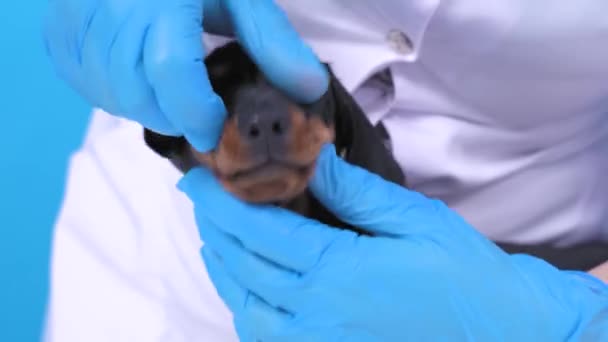 Veterinário em luvas uniformes e estéreis verifica a condição de dentes do cachorro dachshund nervoso, perto. Cão bebê assustado na consulta médica agendada — Vídeo de Stock