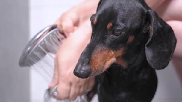 Sahibi ya da idarecisi, banyodan çıktıktan sonra sıcak suyla şirin ıslak dachshund köpeğinin patisini dikkatlice yıkıyor, kapat. Evcil hayvanlar için düzenli hijyen prosedürleri — Stok video