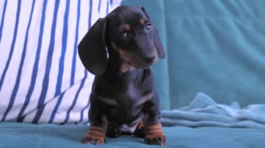 Evdeki mavi koltukta oturan sevimli tembel köpek yavrusu etrafı kolaçan ediyor, mobilyaları kokluyor.
