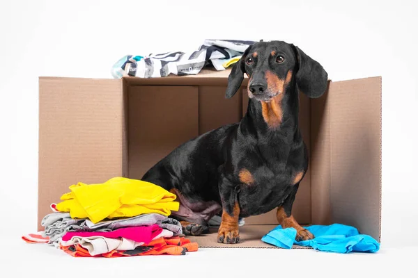 Cute little black and tan dachshund sit beside ardboard box with clothes inside and near. Concept of moving to new apartment, packs for travel or storage system.