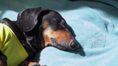 Yorgun siyah ve esmer dachshund köpeği tatlı tatlı uyur ve güneşin altında güneşlenir.