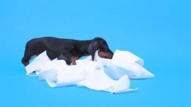 Şirin siyah ve kahverengi dachshund köpek yavrusu beyaz yumuşak tuvalet kağıdını açar, oynar ve ısırır. Ev konseptinde sevimli, oyuncu yeni bir evcil hayvan. Parlak mavi arkaplan