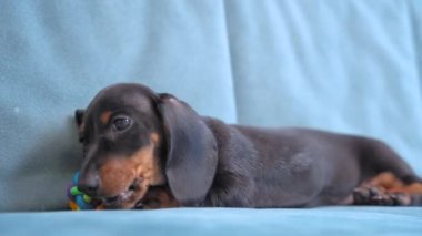 Bebek dachshund oynar ve yeni evdeki mobilyaları bozmamak için dişlerini kaşımak için yumuşak silikon oyuncakları kemirir. Köpek dişleri yetiştirmek için özel aksesuarlar.