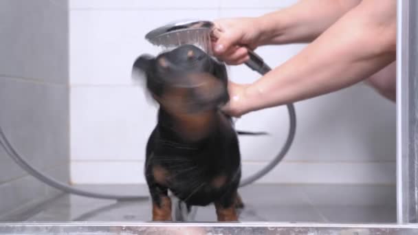 Propietario vierte salchicha sucia con agua tibia en el baño después de caminar. Divertido perro mojado se sacude en la ducha. Procedimientos regulares de higiene para mascotas — Vídeos de Stock