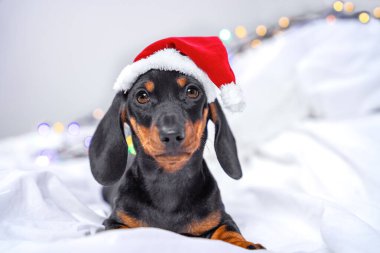 Noel Baba şapkalı komik, ciddi bir köpek yavrusu Noel arifesinde Noel mucizesi için yatakta yatar. Ailesinin geleneksel selamlamasına hazırdır.