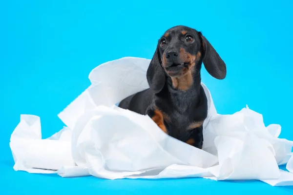 Lindo perrito dachshund negro y bronceado envuelto con pañales de algodón blanco, servilletas o papel higiénico. Adorable mascota en casa concepto. Fondo azul brillante, espacio de copia —  Fotos de Stock