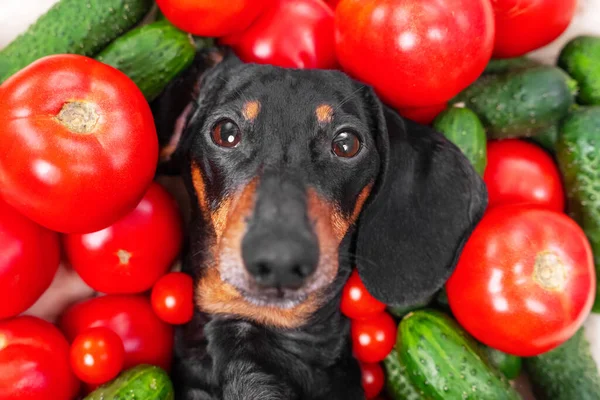 Komik dachshund köpeği taze domates ve salatalıkla kaplanmış, üst tarafta. Sağlıklı yaşam tarzının yaratıcı reklamları.