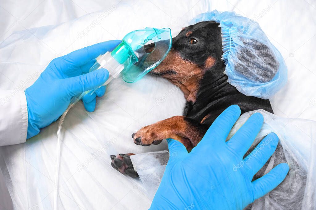 Veterinarian in sterile gloves puts anesthesia oxygen mask on face of dachshund for operation. Dog wearing disposable surgical cap and medical gown prepares for procedure in hospital