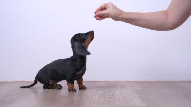 Mains humaines avec des friandises et mignon petit chiot teckel. Le processus d'entraînement de base du chien avec la méthode de visée, animal apprend à s'asseoir, rester et mentir commandes suivant morceau de nourriture — Video