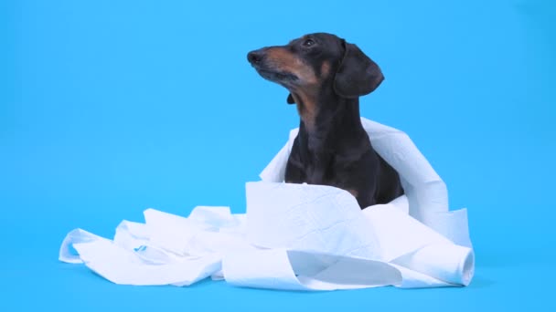 Lindo dachshund negro y bronceado se sienta en una pila de desenrollados de papel higiénico blanco suave, girando la cabeza y mirando a los lados. Finalmente se escapa directamente a la cámara. Un perro juguetón en casa. Fondo azul — Vídeos de Stock