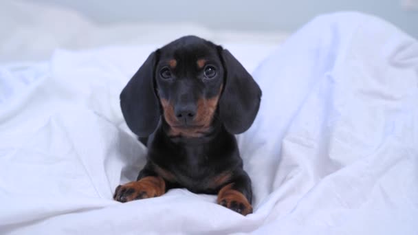 Precioso cachorro dachshund acaba de despertar, acostado en una suave manta en el dormitorio temprano en la mañana y se ve confundido. Baby dog espera pacientemente el despertar del dueño — Vídeos de Stock