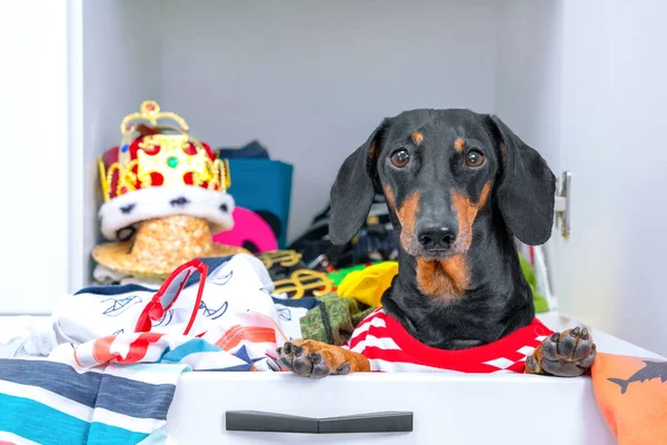 Crazy Dachshund σκυλί συλλέκτης σε ριγέ t-shirt κάθεται στο συρτάρι ντουλάπα γεμάτη από συνηθισμένα και παράξενα ρούχα, μπροστινή άποψη. Πρόβλημα της αποθήκευσης πράγματα σε μικρό διαμέρισμα — Φωτογραφία Αρχείου