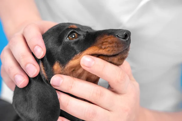 Doctor or owner checks muzzle, eyes and skin of baby dog for injuries, diseases, or parasites, close up. Adorable dachshund puppy at veterinarian medical examination.