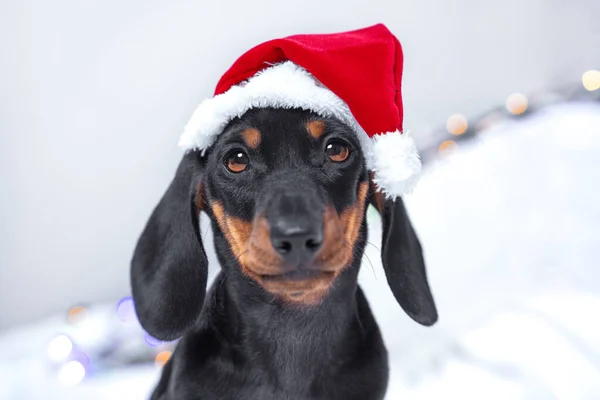 Julen tax valp hund bär tomte hatt ledsen tittar på kameran — Stockfoto