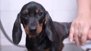 Sahibi ya da idarecisi, banyodan çıktıktan sonra sıcak suyla şirin ıslak dachshund köpeğinin patisini güzelce yıkıyor, kapat. Evcil hayvanlar için düzenli hijyen prosedürleri
