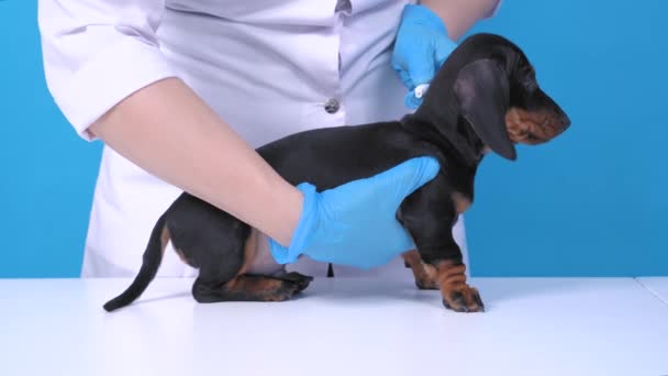 Doctor druppels speciale therapeutische oplossing en behandelt schofters van rusteloze teckel puppy tegen vlooien, teken en andere parasieten in veterinaire kliniek, blauwe achtergrond — Stockvideo