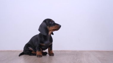 Sahibi huzursuz dachshund köpeğini elinden besliyor. Eğitimde doğru performans gösteren itaatkar yavru köpeğe şeffaf, kurutulmuş lezzetli bir ikram sunuyor.